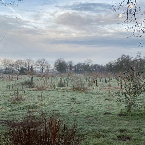 Winterbeeld