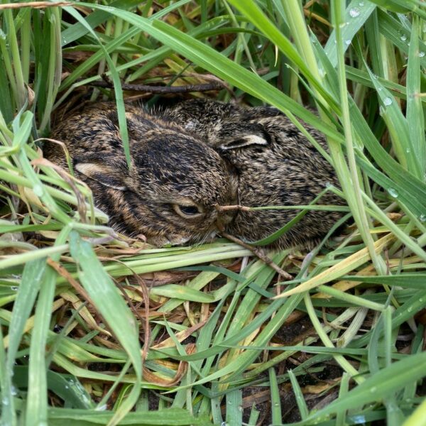 3 jonge haasjes