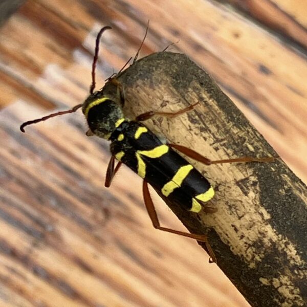 Kleine wespenboktor (Clytus arietis)