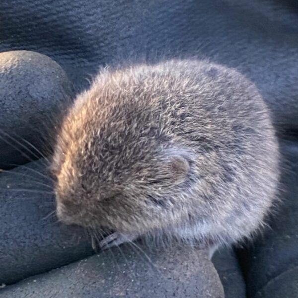 Veldmuis (Microtus arvalis)