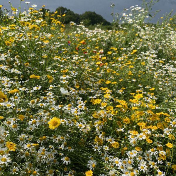 Bloemenzee