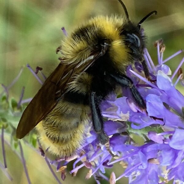 Gewone koekoekshommel (Bombus campestris) (1)