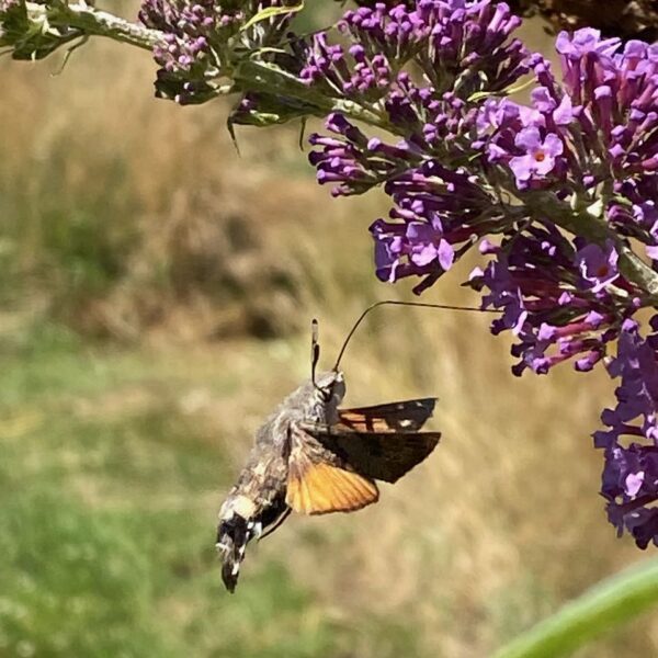 Kolibrievlinder (Macroglossum stellatarum)