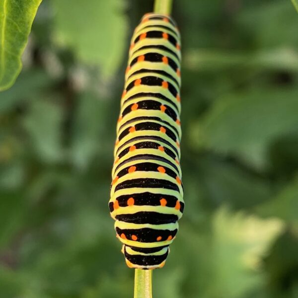 Koninginnenpage (Papilio machaon)