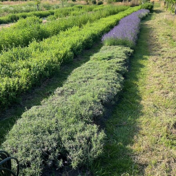 Lavendel oogst