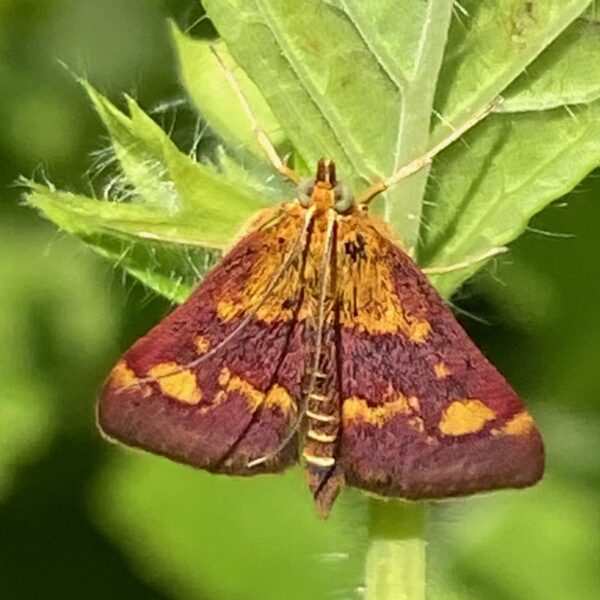 Muntvlindertje (Pyrausta aurata)