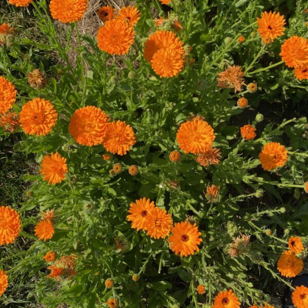 Goudsbloem rij 20