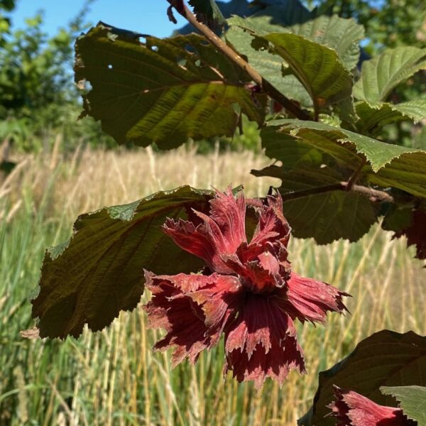 Hazelnoten aan de rode zellernoot