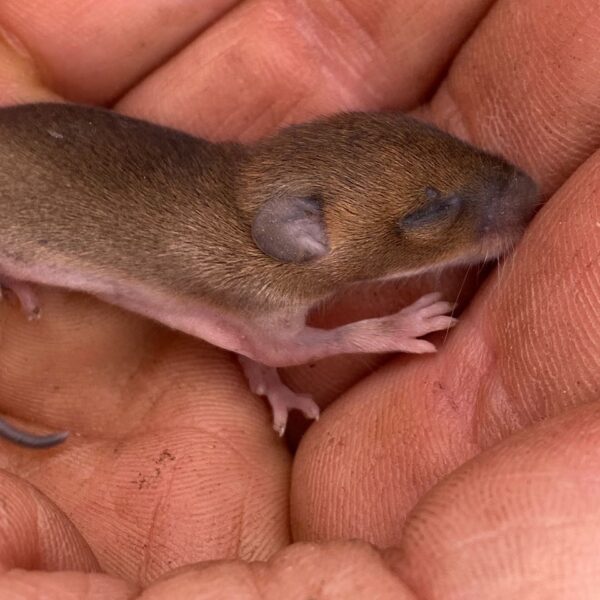 Bosmuis (Apodemus sylvaticus)