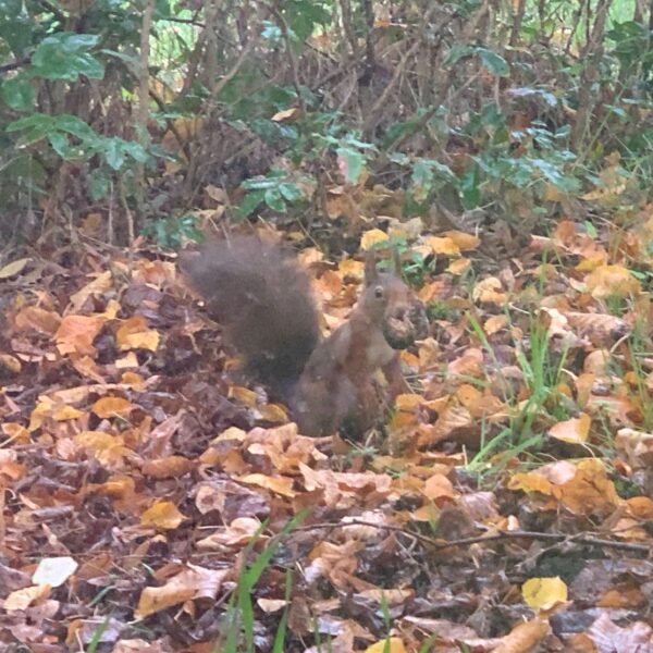 Eekhoorn (Sciurus vulgaris)