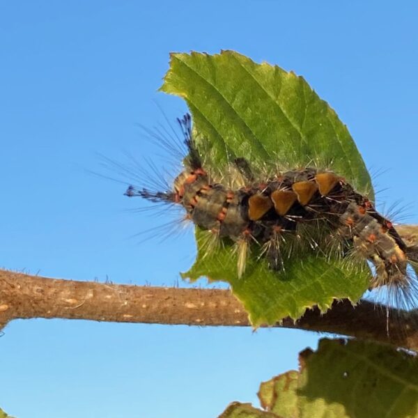 Witvlakvlinder (Orgyia antiqua)