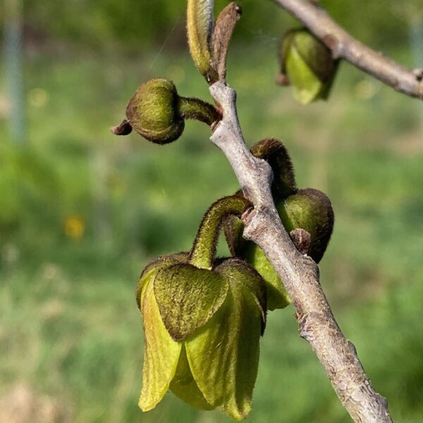 Bloeiende Pawpaw