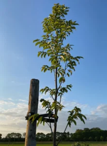 Boom A13 – 2023-06-02