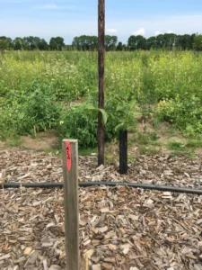 Boom A16 – 2021-06-27