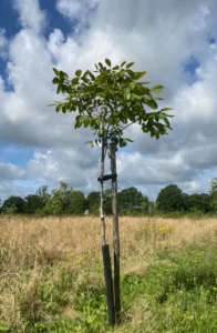 Boom A18 – 2024-07-07