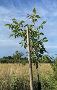 Boom A24 – 2025-07-21