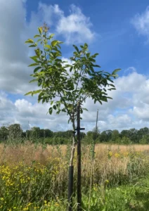 Boom A3 – 2024-07-07