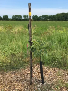 Boom A8 – 2021-06-27
