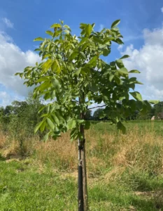 Boom B1 – 2024-07-07
