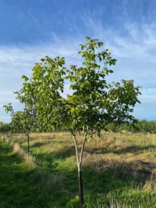 Boom B13 – 2025-07-21