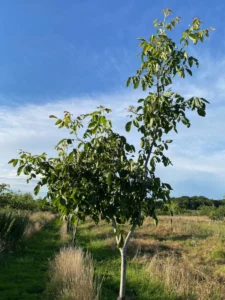 Boom B14 – 2025-07-21