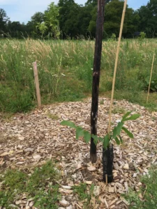 Boom B3 – 2021-06-27