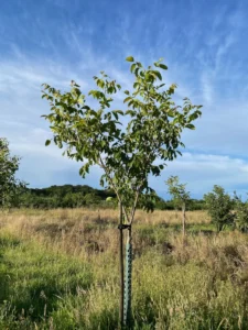 Boom C2 – 2025-07-21