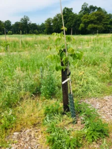 Boom C3 – 2021-06-27