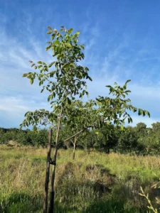 Boom C4 – 2025-07-21