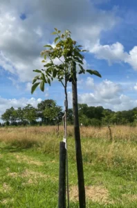 Boom C7 – 2024-07-07