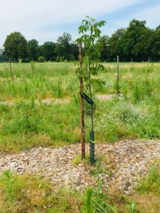 Boom C9 – 2021-06-27