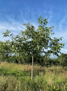 Boom C9 – 2025-07-21