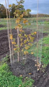 Boom D102 – 2021-11-08
