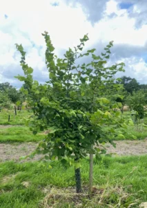 Boom D12 – 2024-07-07
