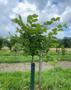 Boom D13 – 2024-07-07