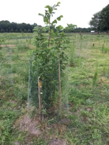 Boom D14 – 2021-06-27