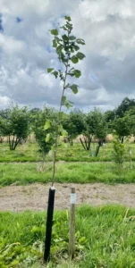 Boom D14 – 2024-07-07