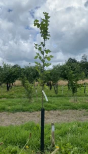 Boom D15 – 2024-07-07