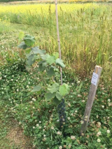 Boom D18 – 2022-07-05