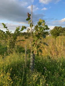 Boom D18 – 2023-07-29