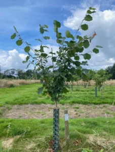Boom D18 – 2024-07-07