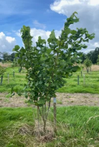 Boom D19 – 2024-07-07