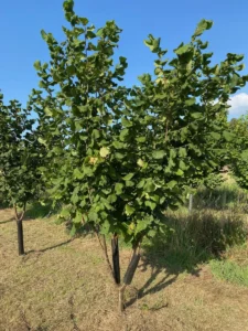 Boom D19 – 2025-08-10