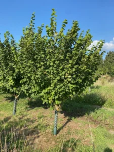 Boom D2 – 2025-08-10