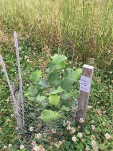 Boom D21 – 2022-07-05