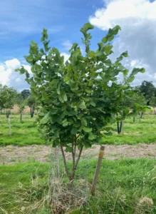 Boom D22 – 2024-07-07