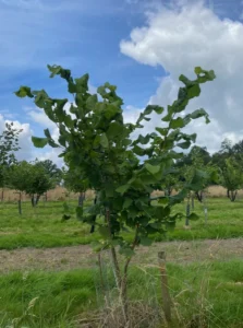 Boom D24 – 2024-07-07