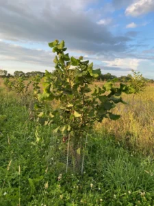Boom D27 – 2023-07-29