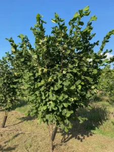 Boom D27 – 2025-08-10