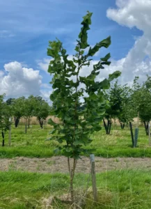 Boom D28 – 2024-07-07